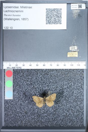 Media type: image;   Entomology 74067